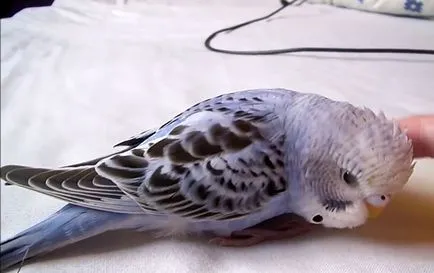 Totul despre budgies și de ce sunt așa-numitele, foto și video