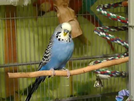 Totul despre budgies și de ce sunt așa-numitele, foto și video