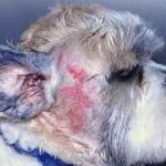 boli de piele în simptome câini și tratament cu fotografii și nume în formă de acnee, dermatita atopica