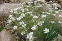 Roccina (65 poze) descriere, descrierea soiurilor, plantare și îngrijire, o combinație de flori (specificați numele