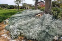 Roccina (65 poze) descriere, descrierea soiurilor, plantare și îngrijire, o combinație de flori (specificați numele