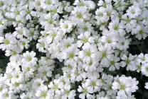 Roccina (65 poze) descriere, descrierea soiurilor, plantare și îngrijire, o combinație de flori (specificați numele