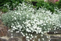 Roccina (65 poze) descriere, descrierea soiurilor, plantare și îngrijire, o combinație de flori (specificați numele