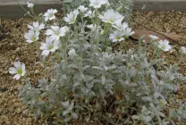 Roccina (65 poze) descriere, descrierea soiurilor, plantare și îngrijire, o combinație de flori (specificați numele