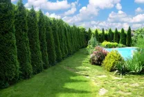 Coniferele pentru numele Gardens, fotografie, conifere ornamentale, molid, foioase, pin, (numele) Coniferele pentru numele Gardens, fotografie, conifere ornamentale, molid, foioase, pin,
