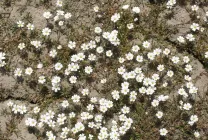 Roccina (65 poze) descriere, descrierea soiurilor, plantare și îngrijire, o combinație de flori (specificați numele