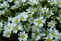 Roccina (65 poze) descriere, descrierea soiurilor, plantare și îngrijire, o combinație de flori (specificați numele