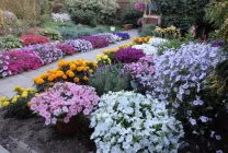 Roccina (65 poze) descriere, descrierea soiurilor, plantare și îngrijire, o combinație de flori (specificați numele