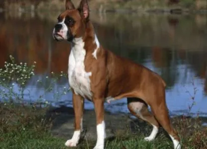 Limba Dog - cum să înțeleagă animalele de companie (animale de companie) Limba Dog - cum să înțeleagă animalele de companie