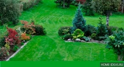 Coniferele pentru reguli Gardens fotografie, numele, tipul și compoziția de conifere în grădină