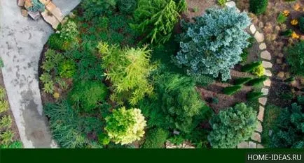 Coniferele pentru reguli Gardens fotografie, numele, tipul și compoziția de conifere în grădină