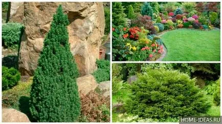 Coniferele pentru reguli Gardens fotografie, numele, tipul și compoziția de conifere în grădină