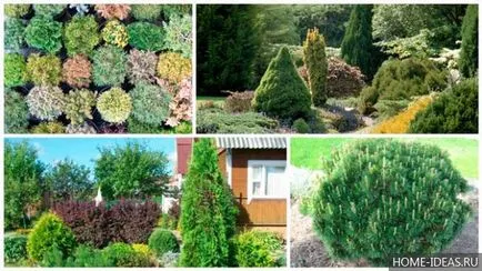 Coniferele pentru reguli Gardens fotografie, numele, tipul și compoziția de conifere în grădină