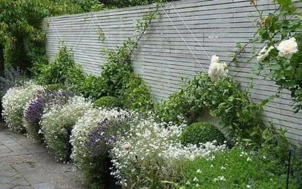Roccina (65 poze) descriere, descrierea soiurilor, plantare și îngrijire, o combinație de flori (specificați numele