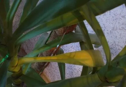 Yucca frunze rândul său, galben cauze principale, foto și video