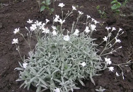Roccina (65 poze) descriere, descrierea soiurilor, plantare și îngrijire, o combinație de flori (specificați numele