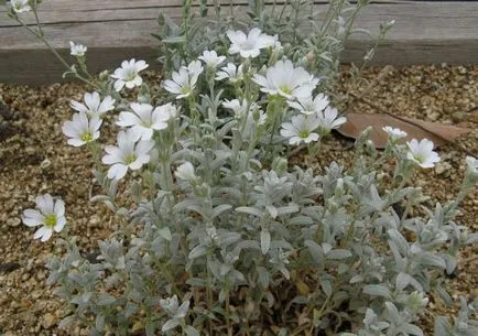 Roccina (65 poze) descriere, descrierea soiurilor, plantare și îngrijire, o combinație de flori (specificați numele