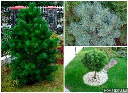 Coniferele pentru reguli Gardens fotografie, numele, tipul și compoziția de conifere în grădină