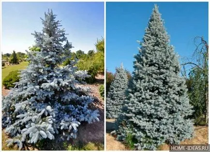 Coniferele pentru reguli Gardens fotografie, numele, tipul și compoziția de conifere în grădină