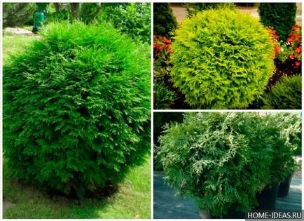 Coniferele pentru reguli Gardens fotografie, numele, tipul și compoziția de conifere în grădină