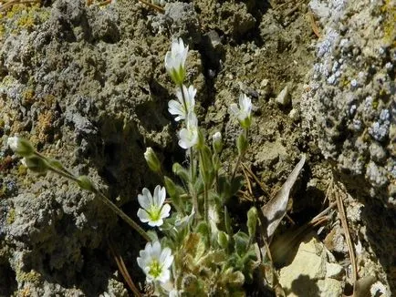 Rocoina (tserastium) fotografii și specii, de plantare și îngrijire de plante