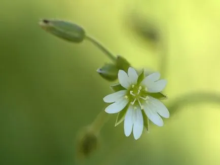 Rocoina (tserastium) fotografii și specii, de plantare și îngrijire de plante