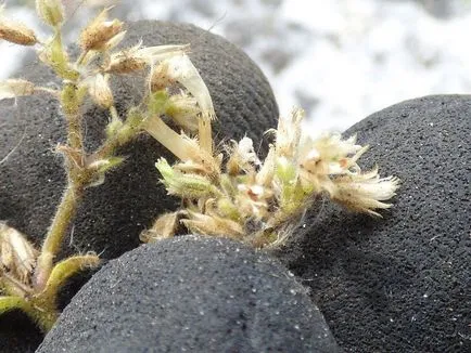 Rocoina (tserastium) fotografii și specii, de plantare și îngrijire de plante