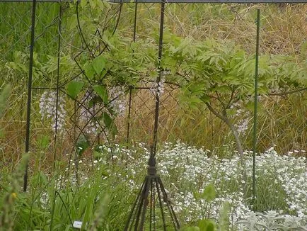 Rocoina (tserastium) fotografii și specii, de plantare și îngrijire de plante