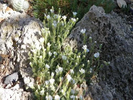 Rocoina (tserastium) fotografii și specii, de plantare și îngrijire de plante
