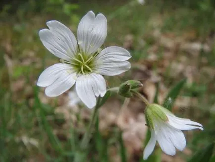 Rocoina (tserastium) fotografii și specii, de plantare și îngrijire de plante