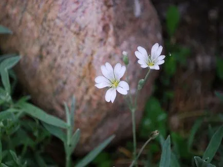 Rocoina (tserastium) fotografii și specii, de plantare și îngrijire de plante