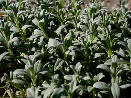 Rocoina (tserastium) fotografii și specii, de plantare și îngrijire de plante