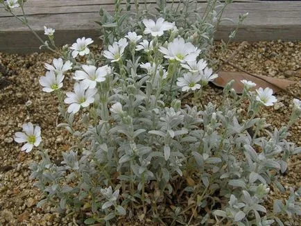 Rocoina (tserastium) fotografii și specii, de plantare și îngrijire de plante