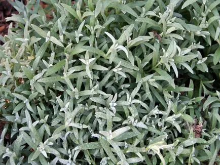 Rocoina (tserastium) fotografii și specii, de plantare și îngrijire de plante