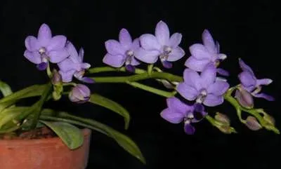 Phalaenopsis albastru Riddle