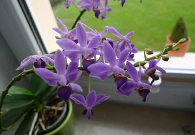 Phalaenopsis albastru Riddle