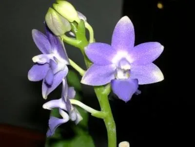 Phalaenopsis albastru Riddle