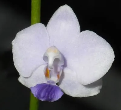 Phalaenopsis albastru Riddle