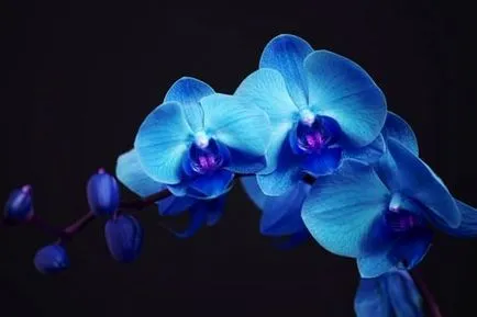 Phalaenopsis albastru Riddle