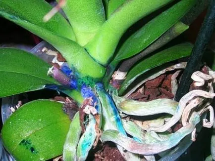Phalaenopsis albastru Riddle