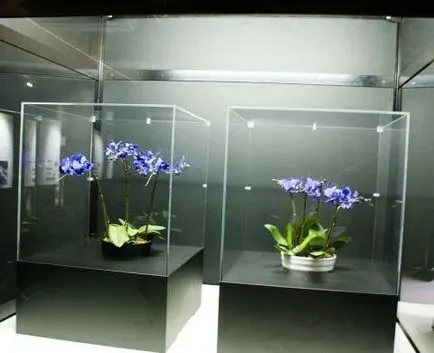 Phalaenopsis albastru Riddle