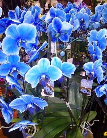 Phalaenopsis albastru Riddle