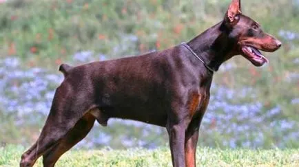 rasele Kusaka 25 ZLYKA-agresive (animale mici) Scratch-pisica-Biter 25 de rase de caini agresivi