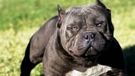 rasele Kusaka 25 ZLYKA-agresive (animale mici) Scratch-pisica-Biter 25 de rase de caini agresivi