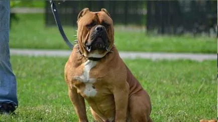 rase Kusaka 25 ZLYKA-agresive (câini de rasă) Scratch-pisica-Biter 25 de rase de caini agresivi