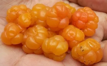 Fructe precum Fructe precum