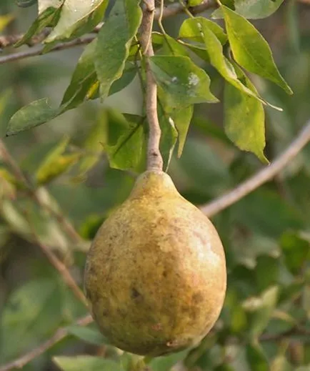 Fructe precum Fructe precum