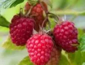 Alergic la fructe de padure