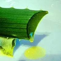 suc de aloe la domiciliu