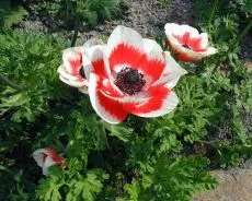 Ce a planta Anemone